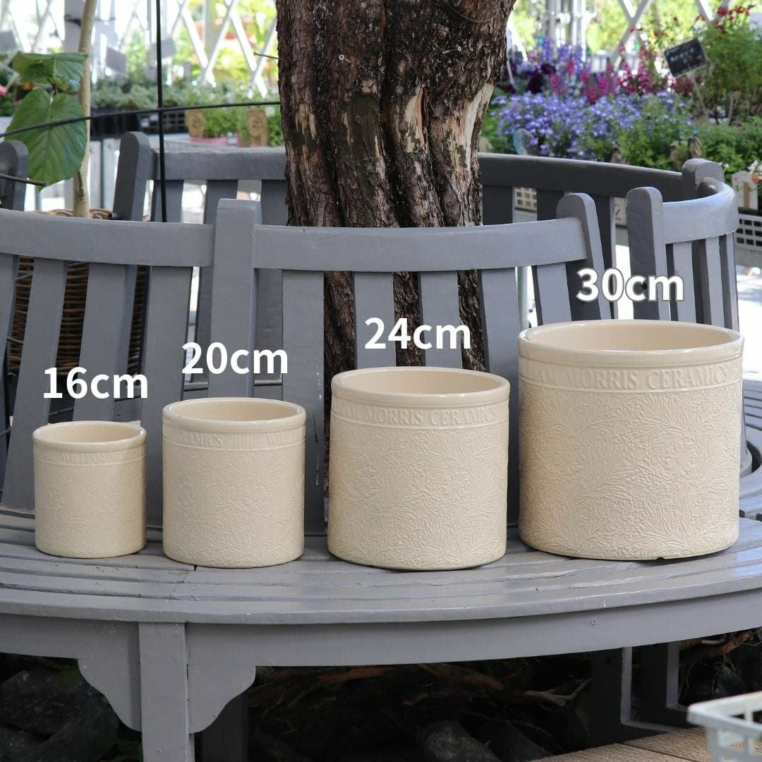 ウィリアムモリスマリーゴールドSサイズ直径20cm｜バラと庭あそび京阪