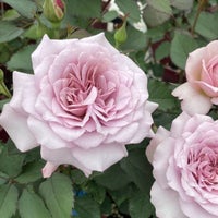 藤色から深みのあるライラックグレーと変化する結びというバラの画像