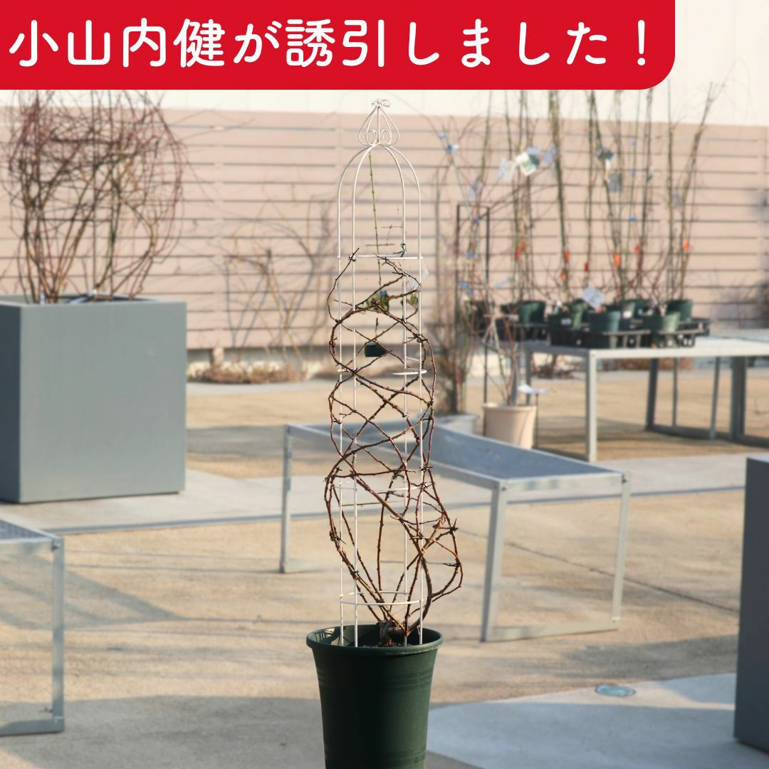 店頭同時販売品】小山内健誘引アンジェラ 12号鉢｜バラと庭あそび京阪