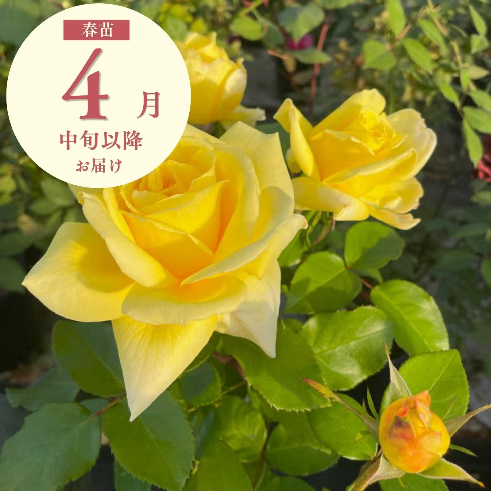 鶴見'90(つるみ90)]春苗｜バラと庭あそび京阪園芸公式ショップ