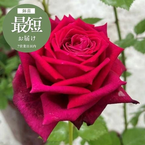 木立・中型のバラ60～120cm｜バラと庭あそび京阪園芸公式ショップ 通販