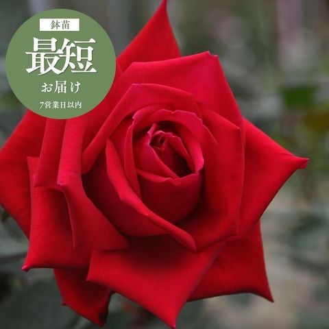 木立・大型のバラ120～180cm ｜バラと庭あそび京阪園芸公式ショップ 通販