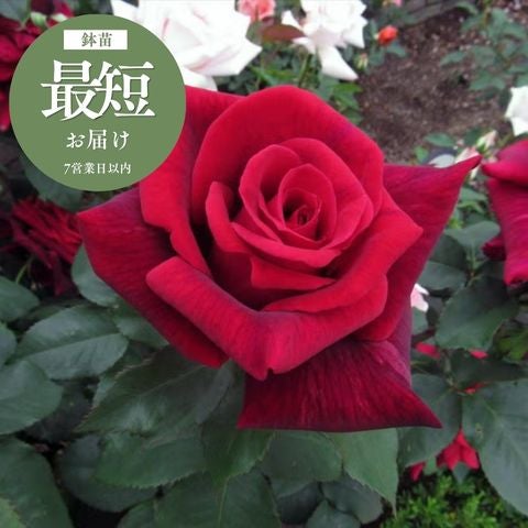 嵐山らんざん]バラ鉢苗｜バラと庭あそび京阪園芸公式ショップ
