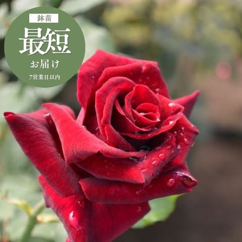 木立・大型のバラ120～180cm ｜バラと庭あそび京阪園芸公式ショップ 通販