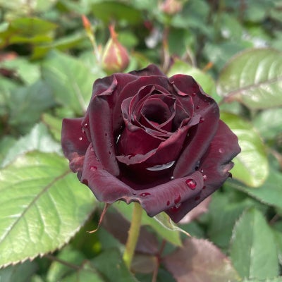 光沢のある黒い花びらが特徴的なビターカヌレというバラの画像