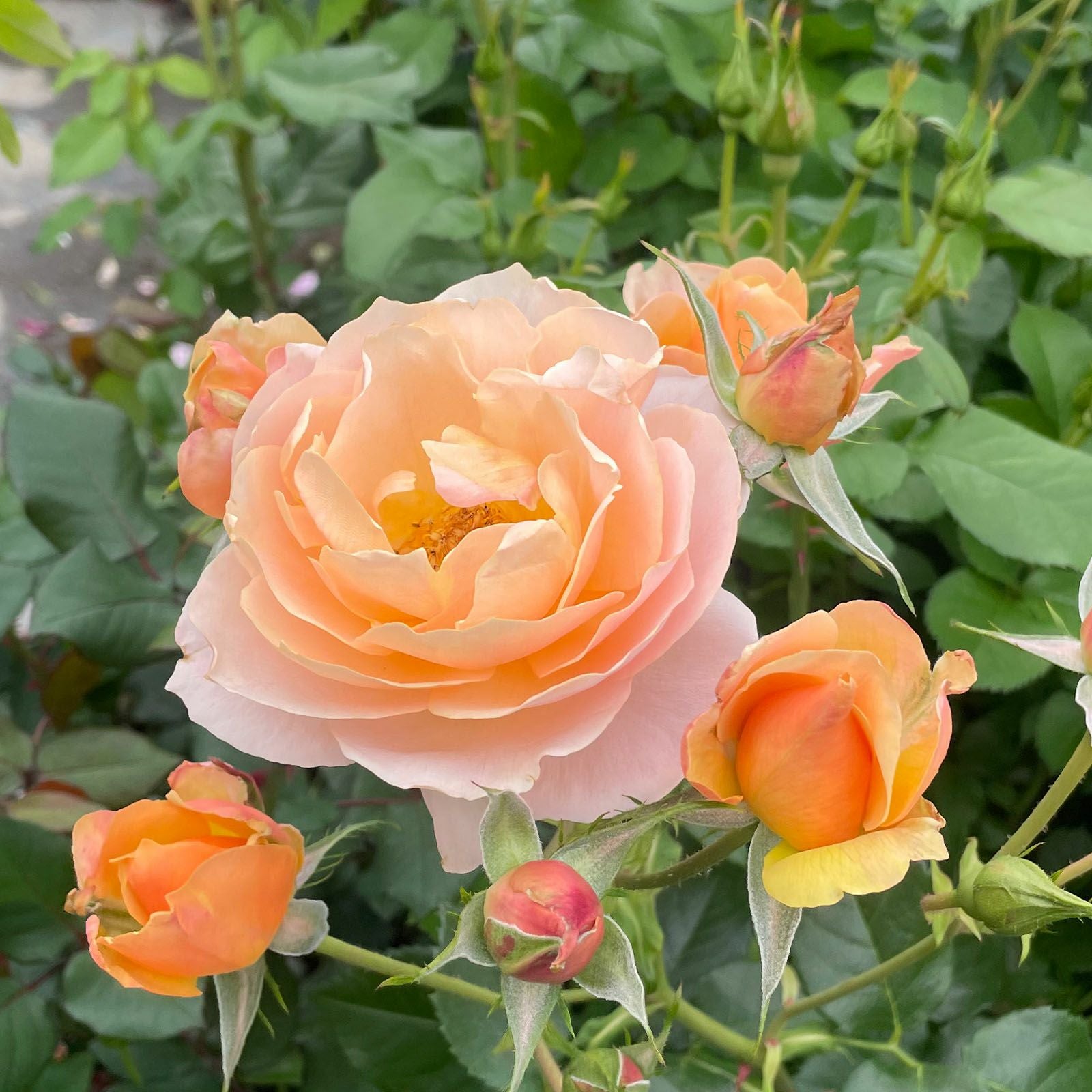 薔薇男　　　【お得】ARCHIVIO フード付きベスト&キャップ Amazon｜BisesFlower(ビズフラワー)【クール便出荷】バラ 花束 108本