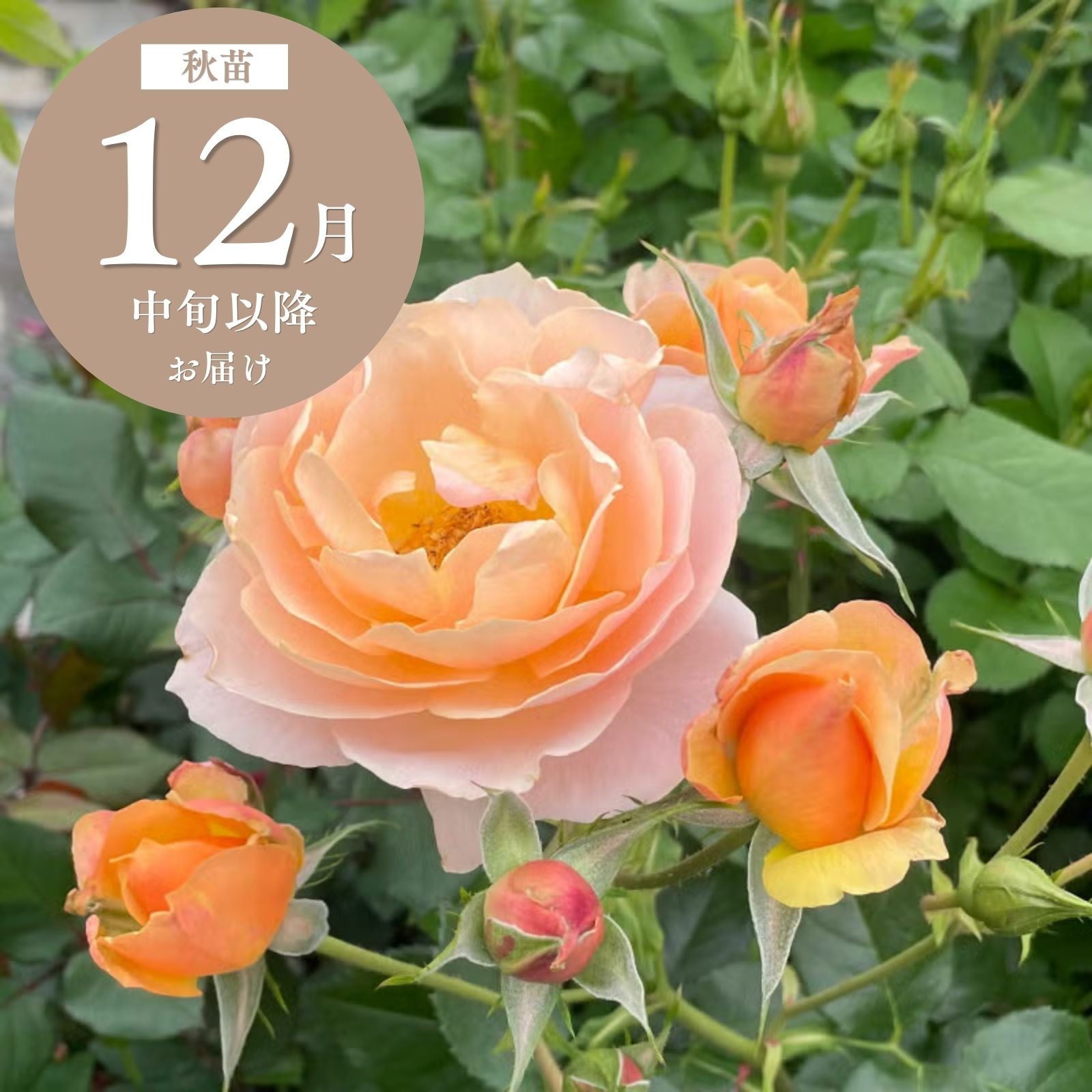 チョコレートブリュレ]秋苗｜バラと庭あそび京阪園芸公式ショップ