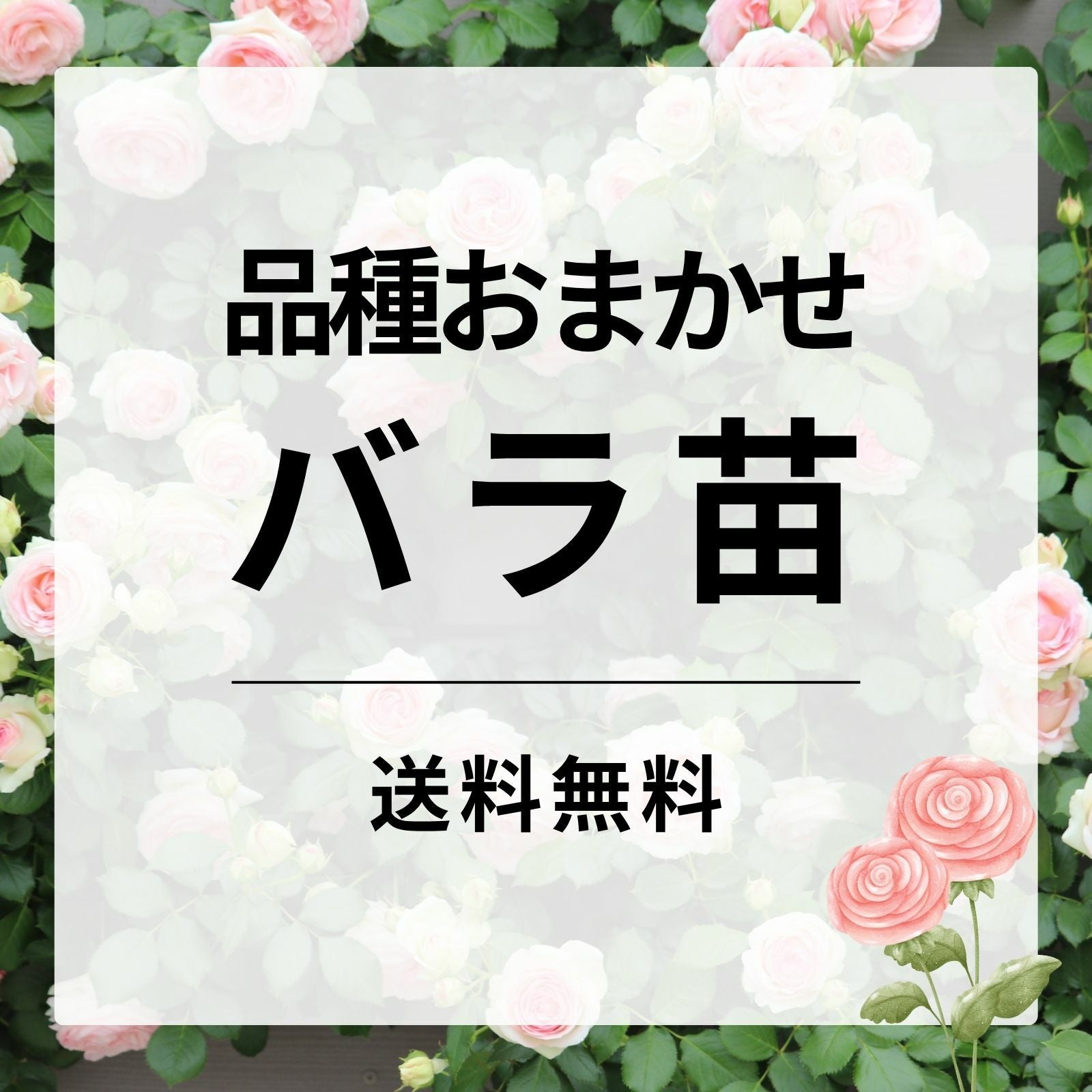 品種おまかせバラ苗 | バラと庭あそび京阪園芸公式オンラインショップ