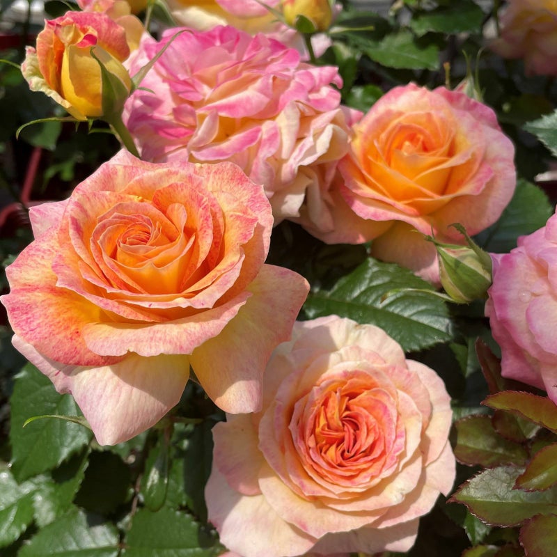 淡いアプリコット地にピンク色をしたローヴドゥレテというバラの画像