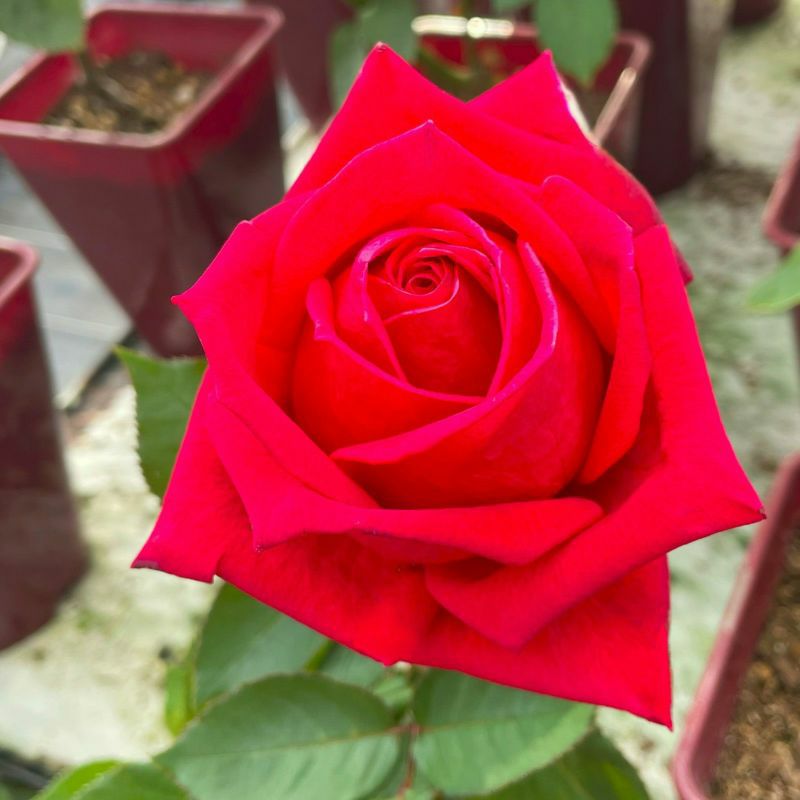 目の覚めるような赤色の花を咲かせるくらわんかというバラの画像