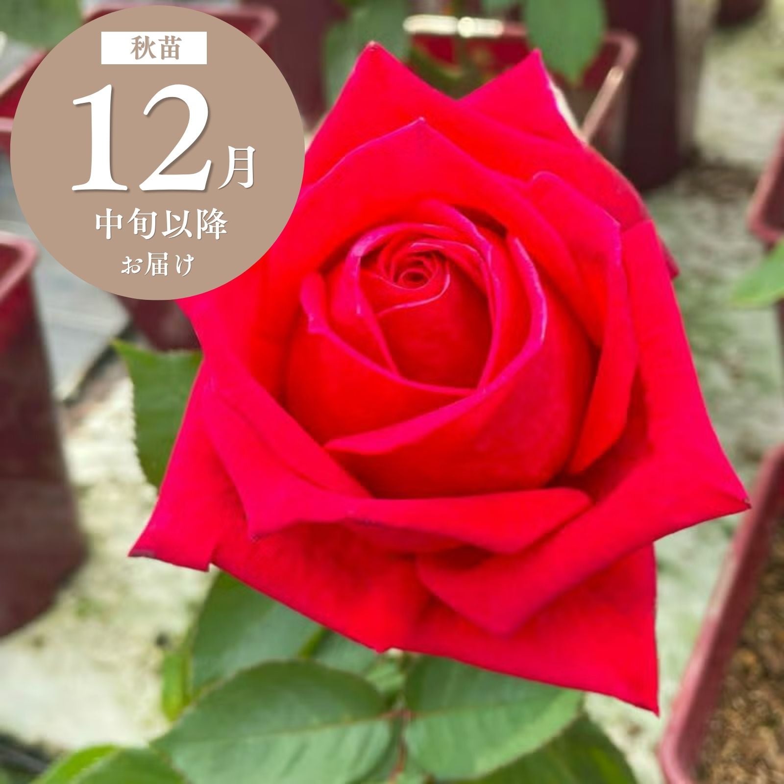 くらわんか]秋苗｜バラと庭あそび京阪園芸公式ショップ