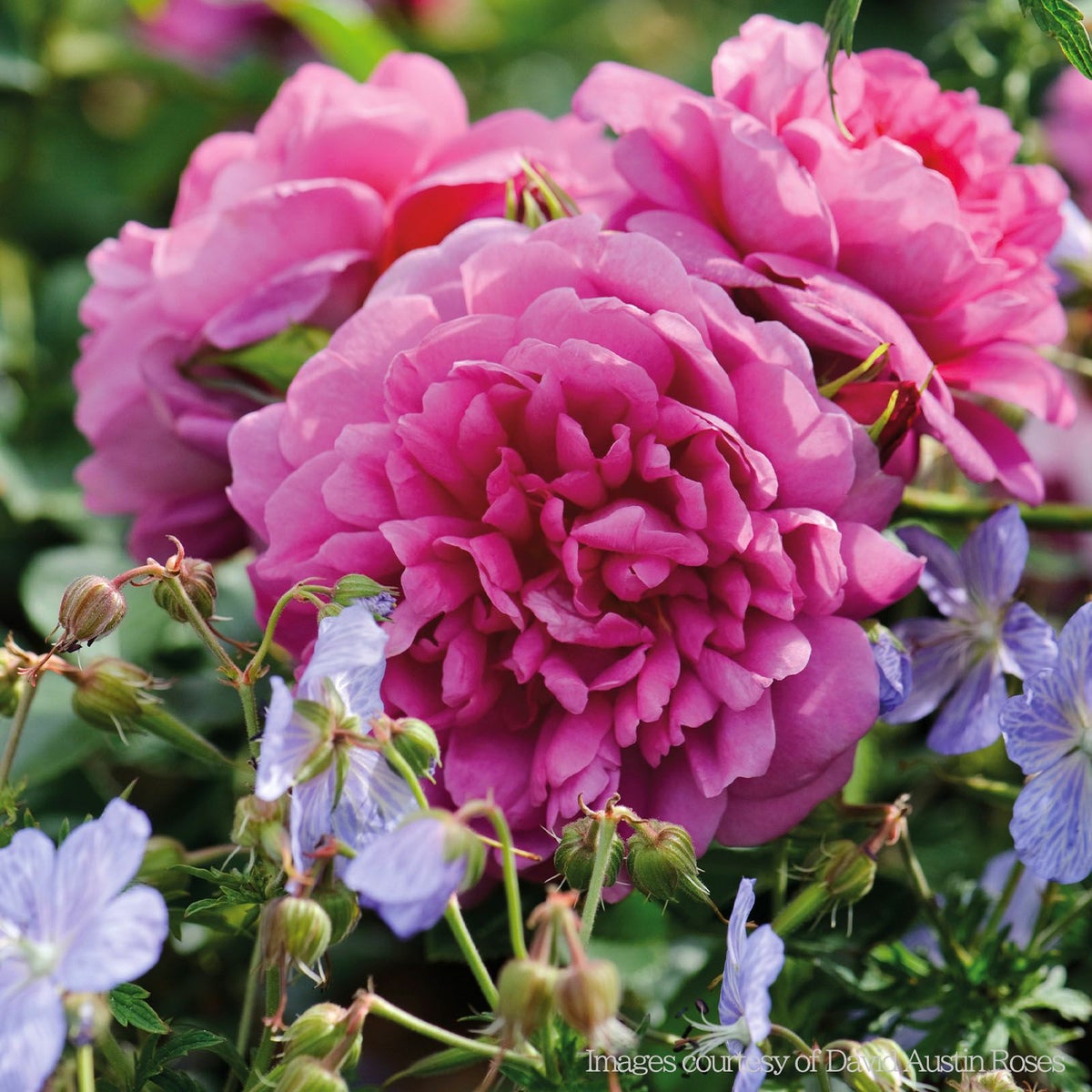 深いピンク、時に赤みを帯びた色をしたプリンセスアンというバラの画像