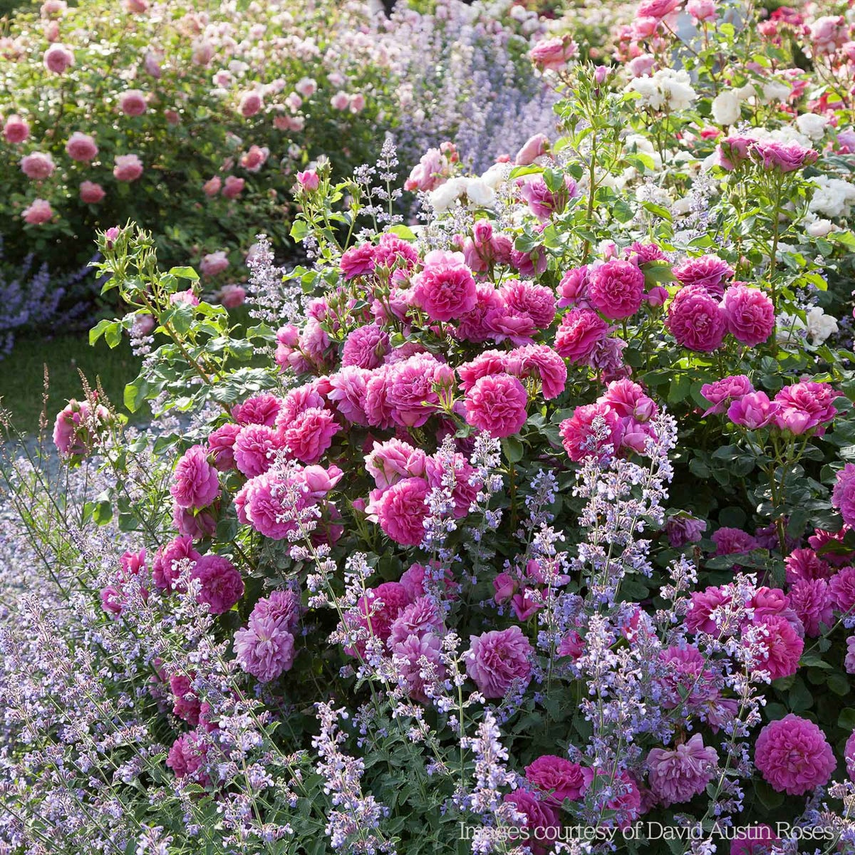 深いピンク、時に赤みを帯びた色をしたプリンセスアンというバラの画像