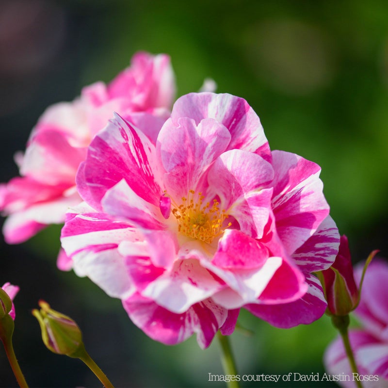 ピンクと白のしま模様の色をしたザキングズローズというバラの画像