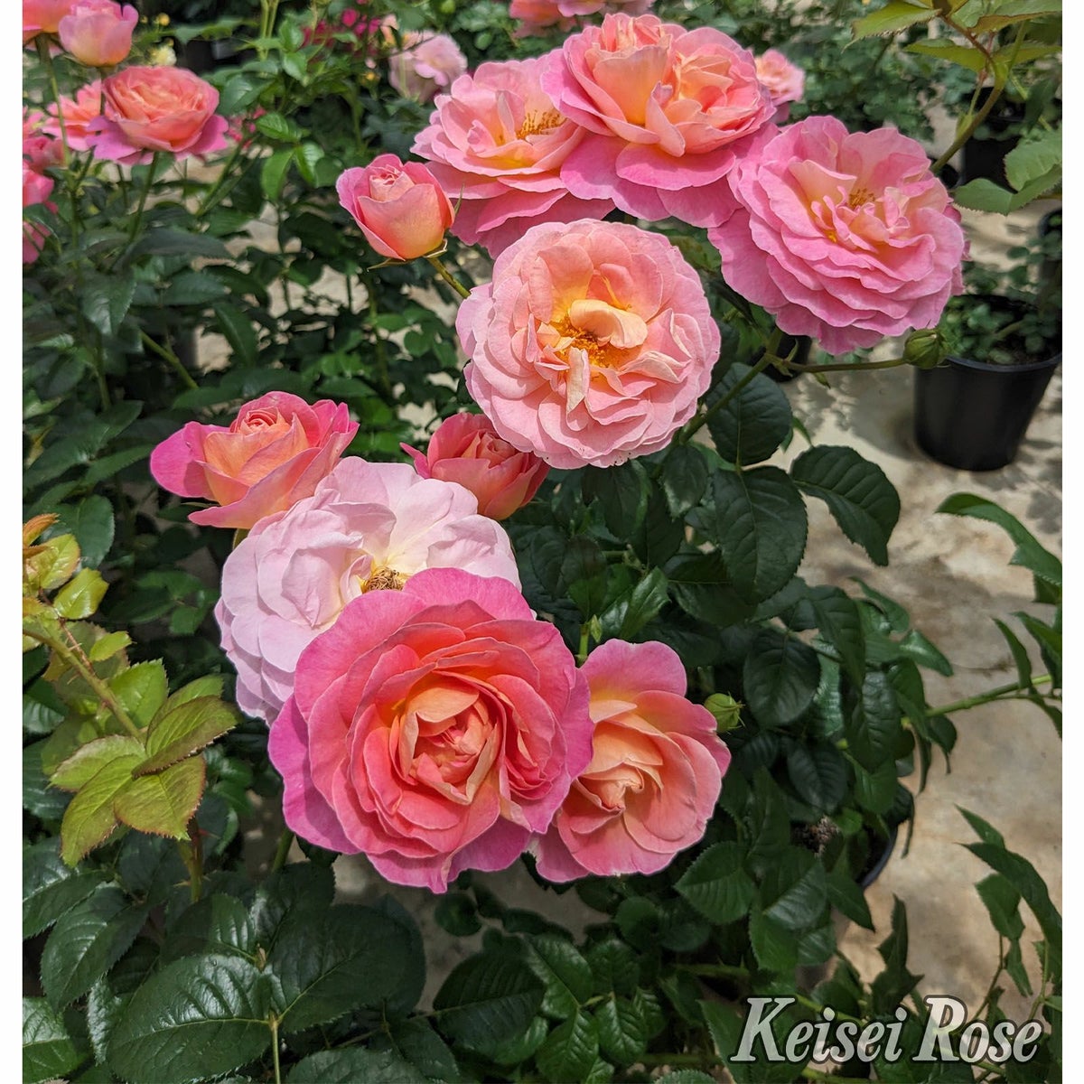 ローズピンクからアプリコットの美しい色をしたドルンブルガーシュロスローズというバラの画像