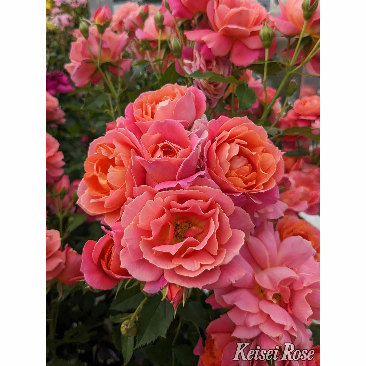 オレンジ色の花弁にピンク色が現れてくるディズニーランドローズというバラの画像
