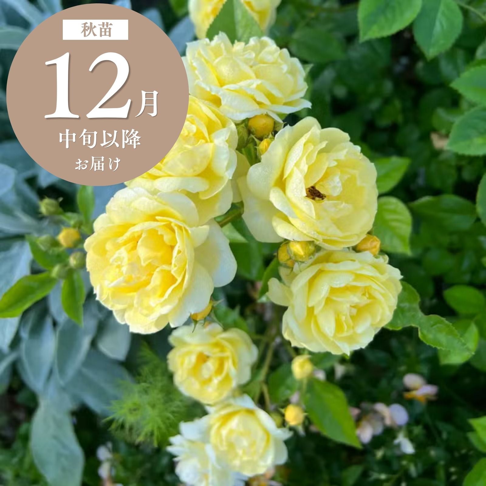 河本バラ園ブランドローズ ｜バラと庭あそび京阪園芸公式ショップ 通販