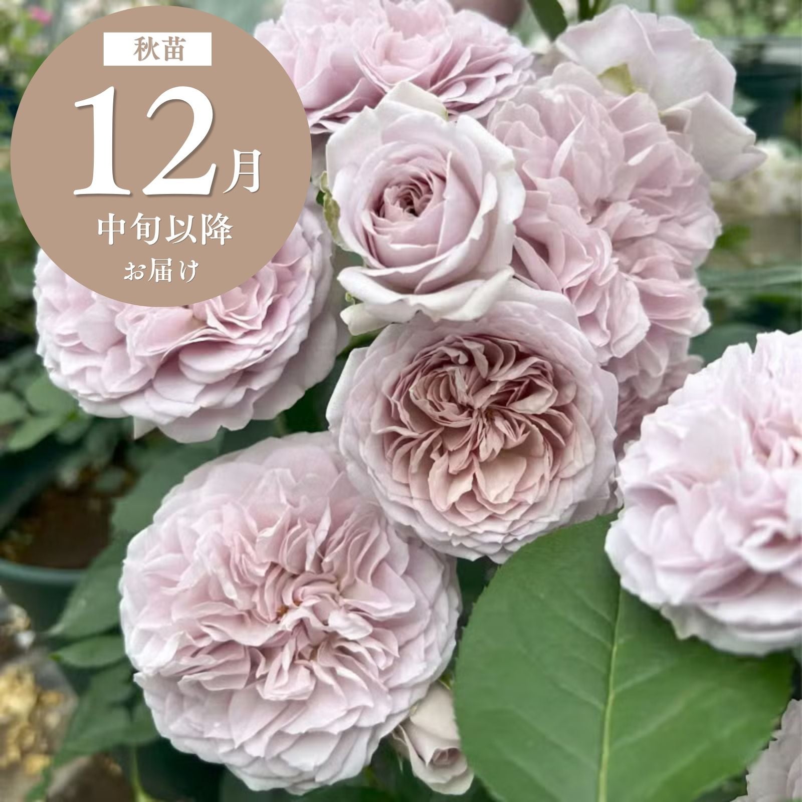 ロイヤルサンセット]秋苗/つるバラ｜バラと庭あそび京阪園芸公式ショップ