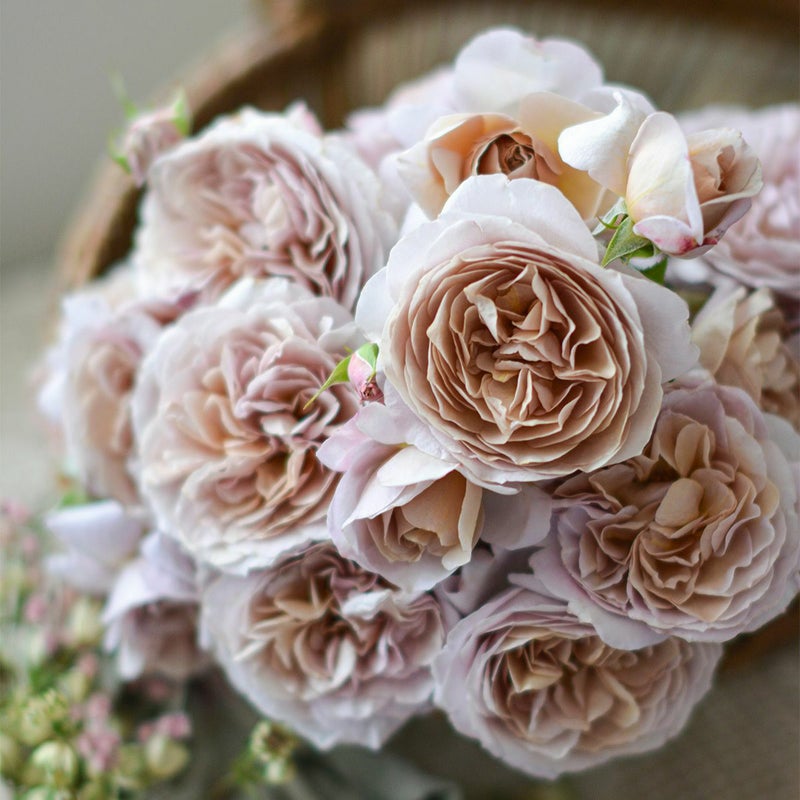 くすんだピンクにブラウンがかる茶系の色をしたパニエというバラの画像