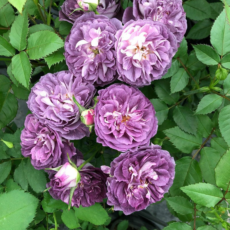 ピンクを含んだ赤紫色をしたリナルドというバラの画像