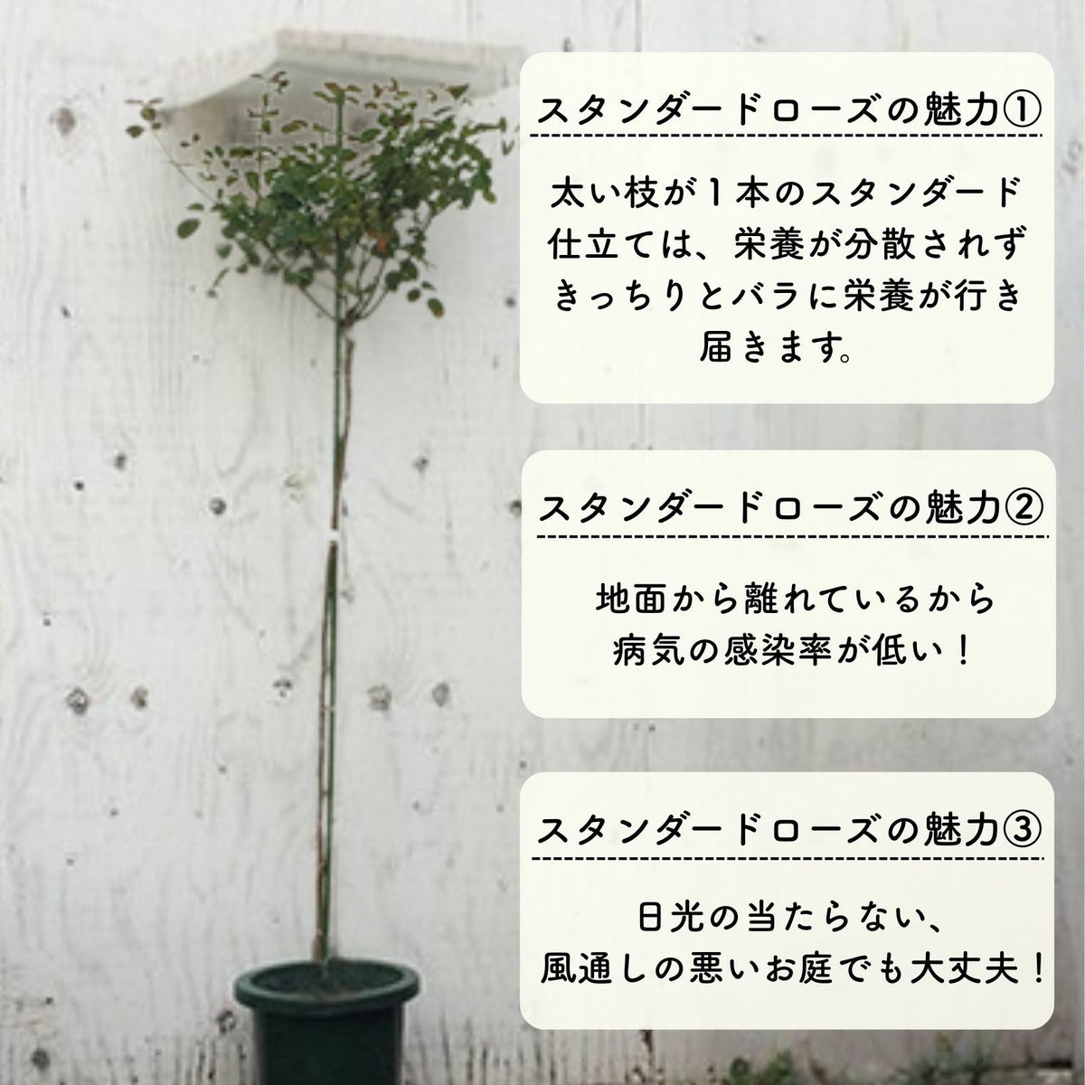 スタンダードローズの魅力3点の説明画像