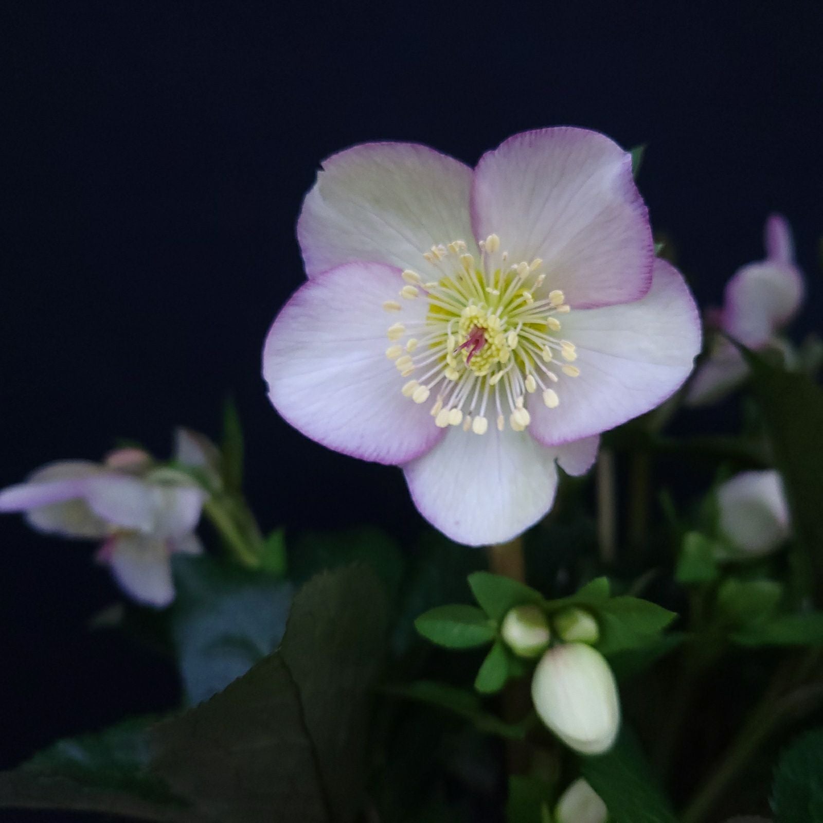 氷の薔薇マッディマーブル]クリスマスローズ苗(2510ch) | バラと庭
