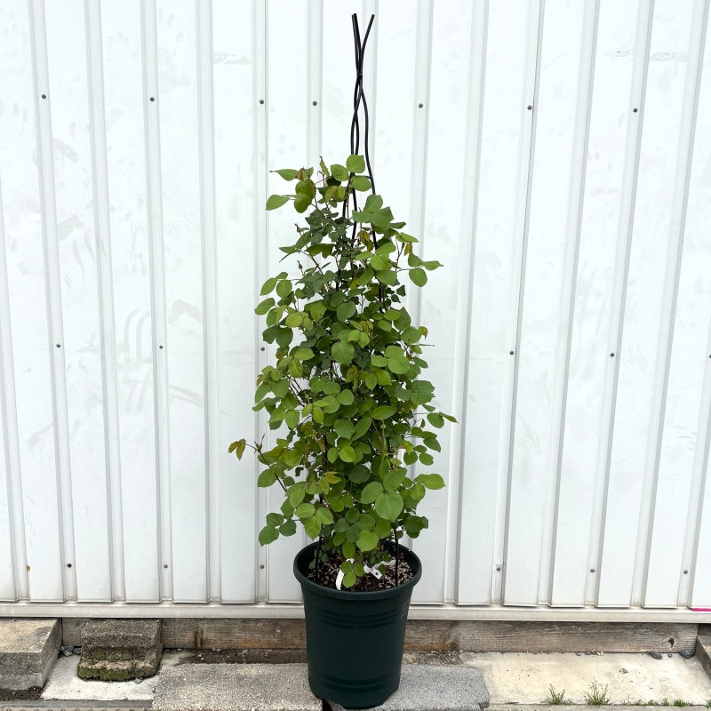  誘引済みつるバラ オベリスク仕立ての商品画像