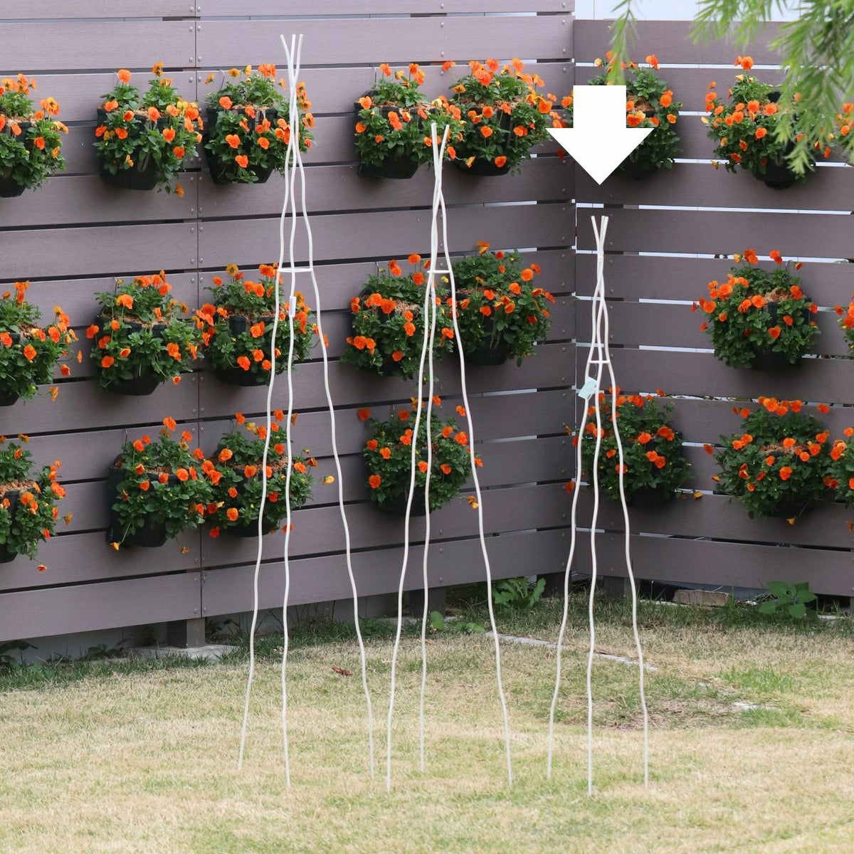 楽々オベリスクの写真