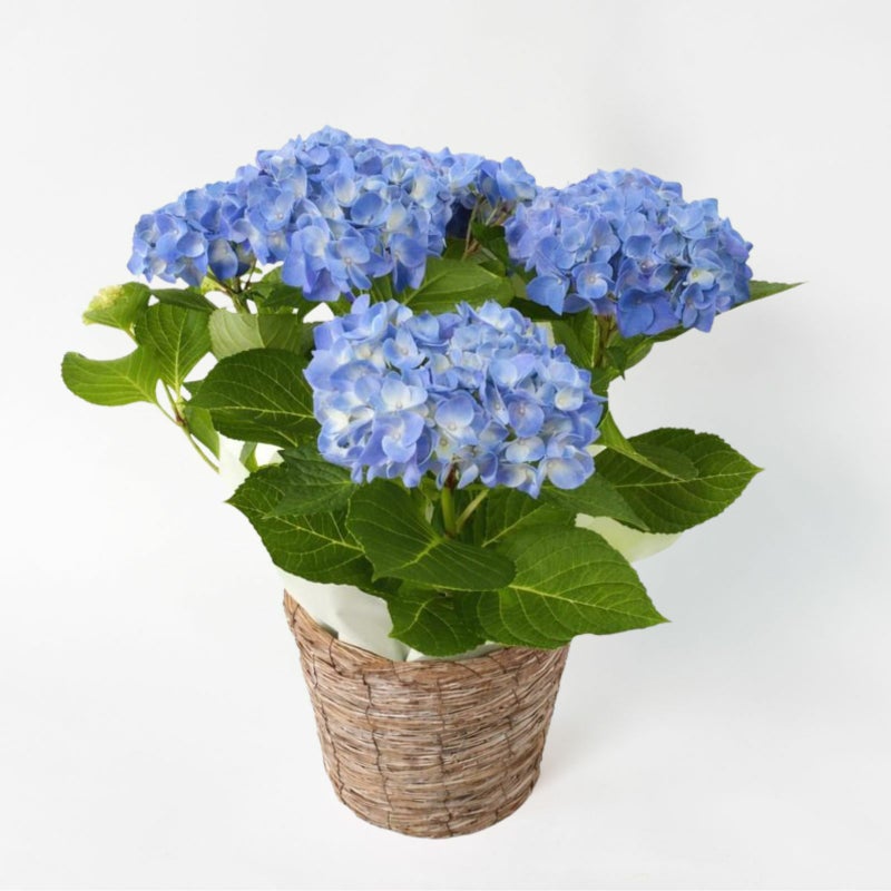ブルーのアジサイがブラウンのかごに入っている画像2026母の日