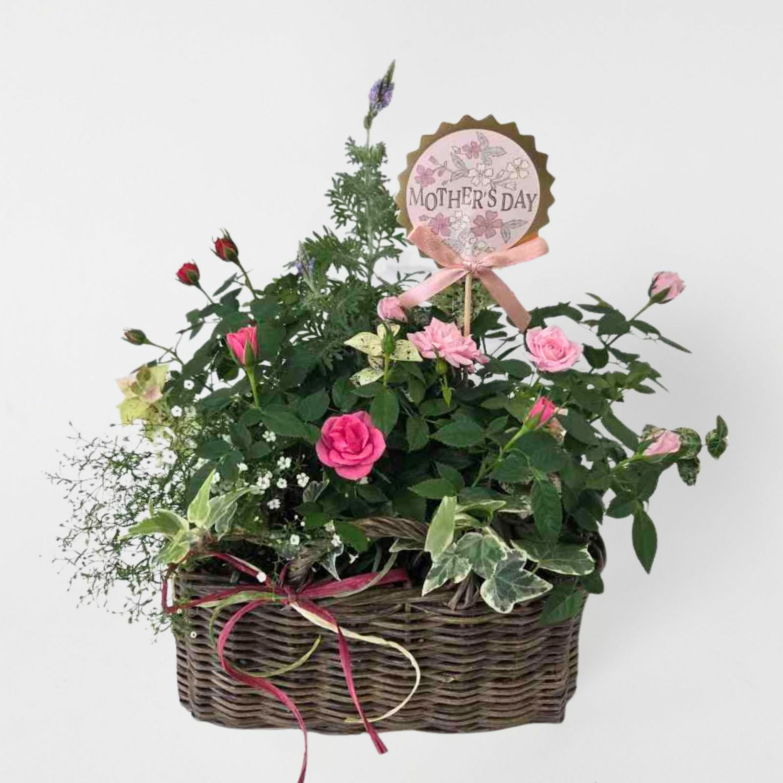 母の日2026ミニバラの寄せ植え[ナチュラルガーデン]｜バラと庭あそび