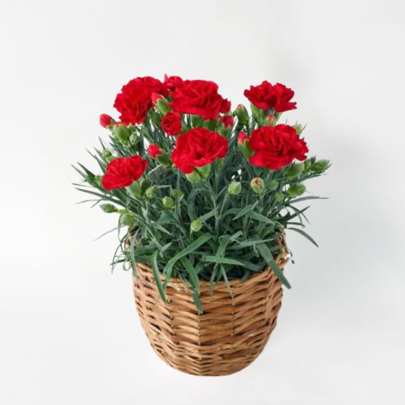 2026母の日赤いカーネーションの鉢植えの画像