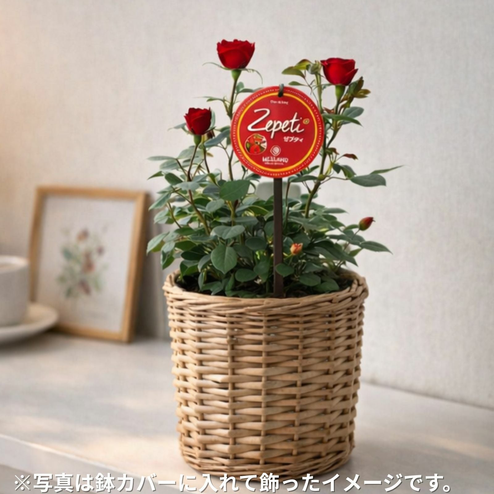 母の日2026インドアローズ[ゼプティ]花鉢｜バラと庭あそび京阪園芸公式