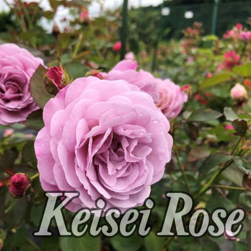 ラベンダーピンク色のバラ あいの風の画像