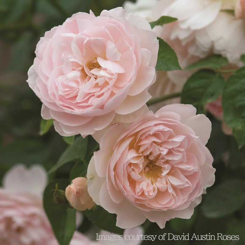 ピンクのバラ ジェントルハーマイオニーの画像イングリッシュローズ