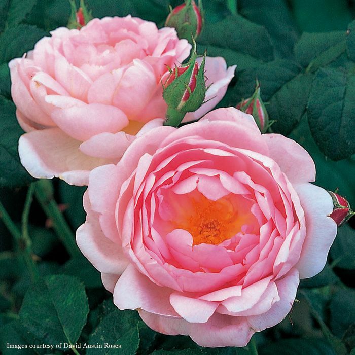 ピンクのバラセプタードアイルの画像イングリッシュローズ