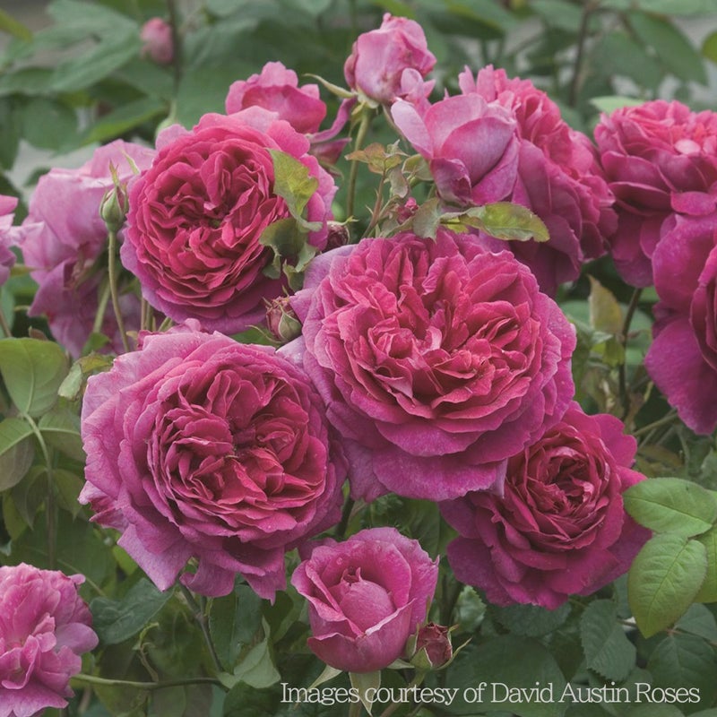 イングリッシュローズ ヤングリシダスの画像