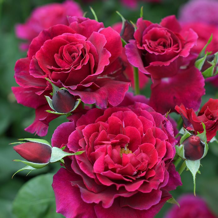 赤いバラ コリーヌルージュの画像