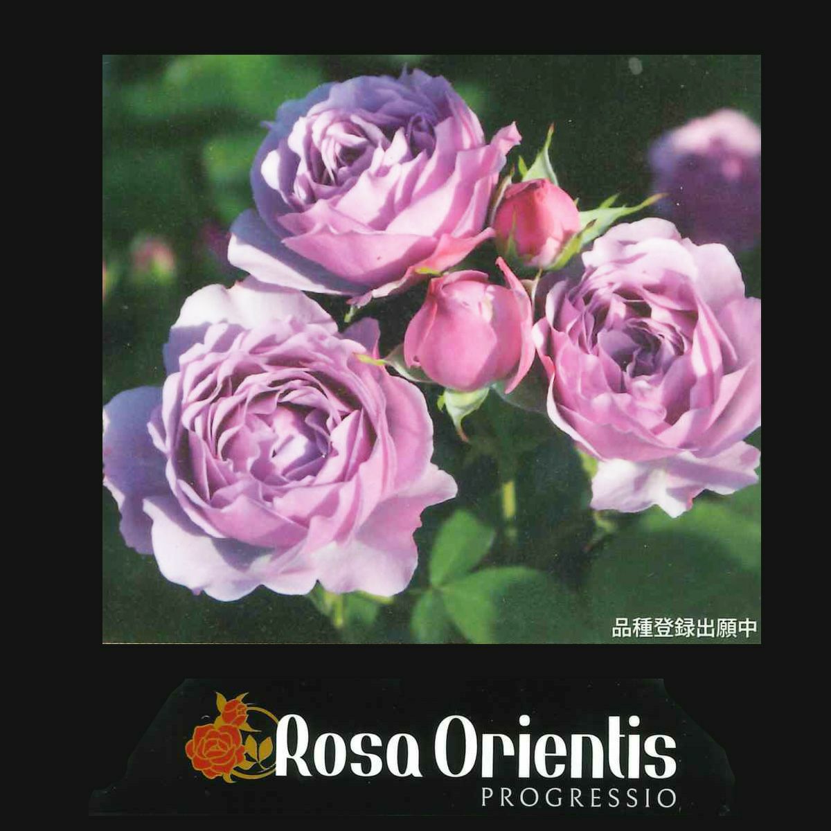 紫色のバラ シャドウオブザムーンの画像