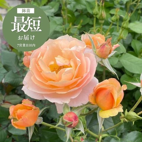 すぐにお届け可能なバラ苗｜バラと庭あそび京阪園芸公式ショップ 通販