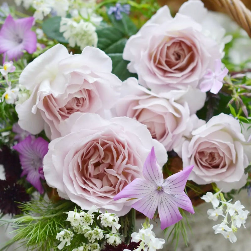 ピンクのバラ タフタの画像