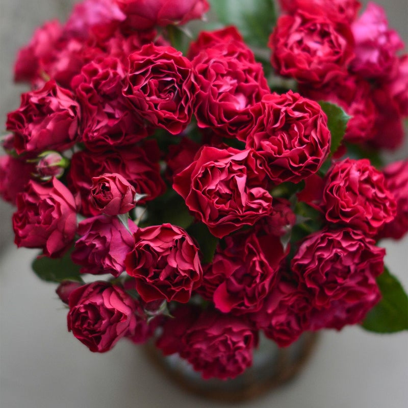 赤いバラ ポムの画像