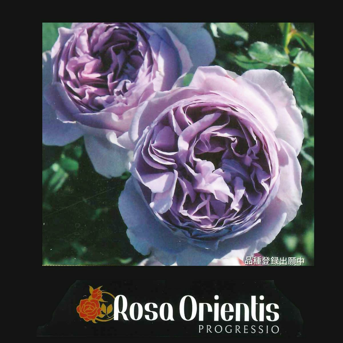 紫色のバラ リラの画像