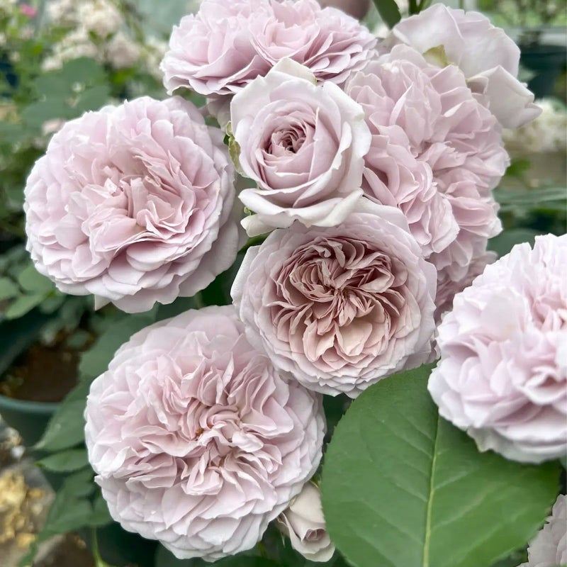 グレイッシュピンクのバラ ルソワールの画像