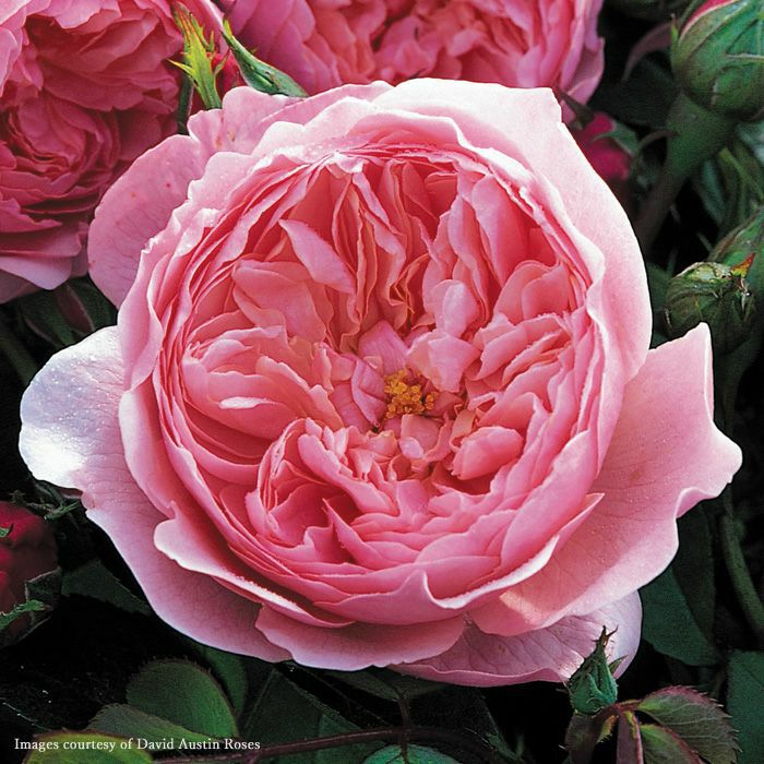 ピンクのバラ ジアレンウィックローズの画像イングリッシュローズ