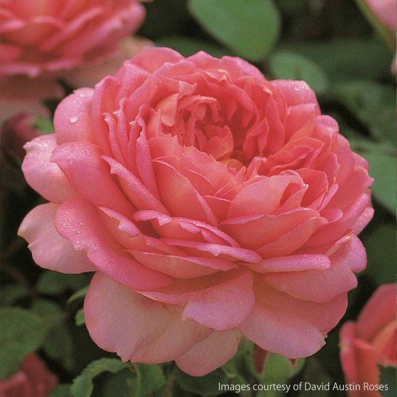 ジュビリーセレブレーション イングリッシュローズ