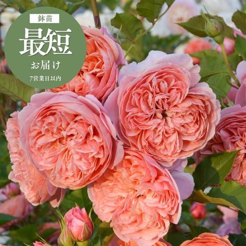 シルクロード]鉢苗/バラ(0914)｜バラと庭あそび京阪園芸公式ショップ