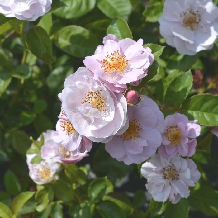 モーブ色のバラ「モチーフ」の画像