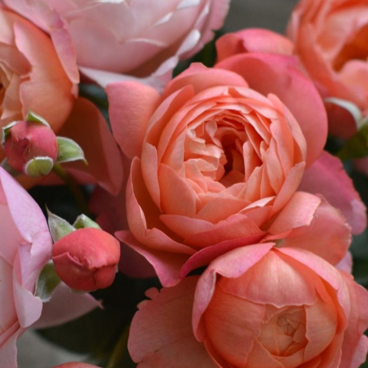 オレンジ色のバラ「タルトアブリコ」の画像