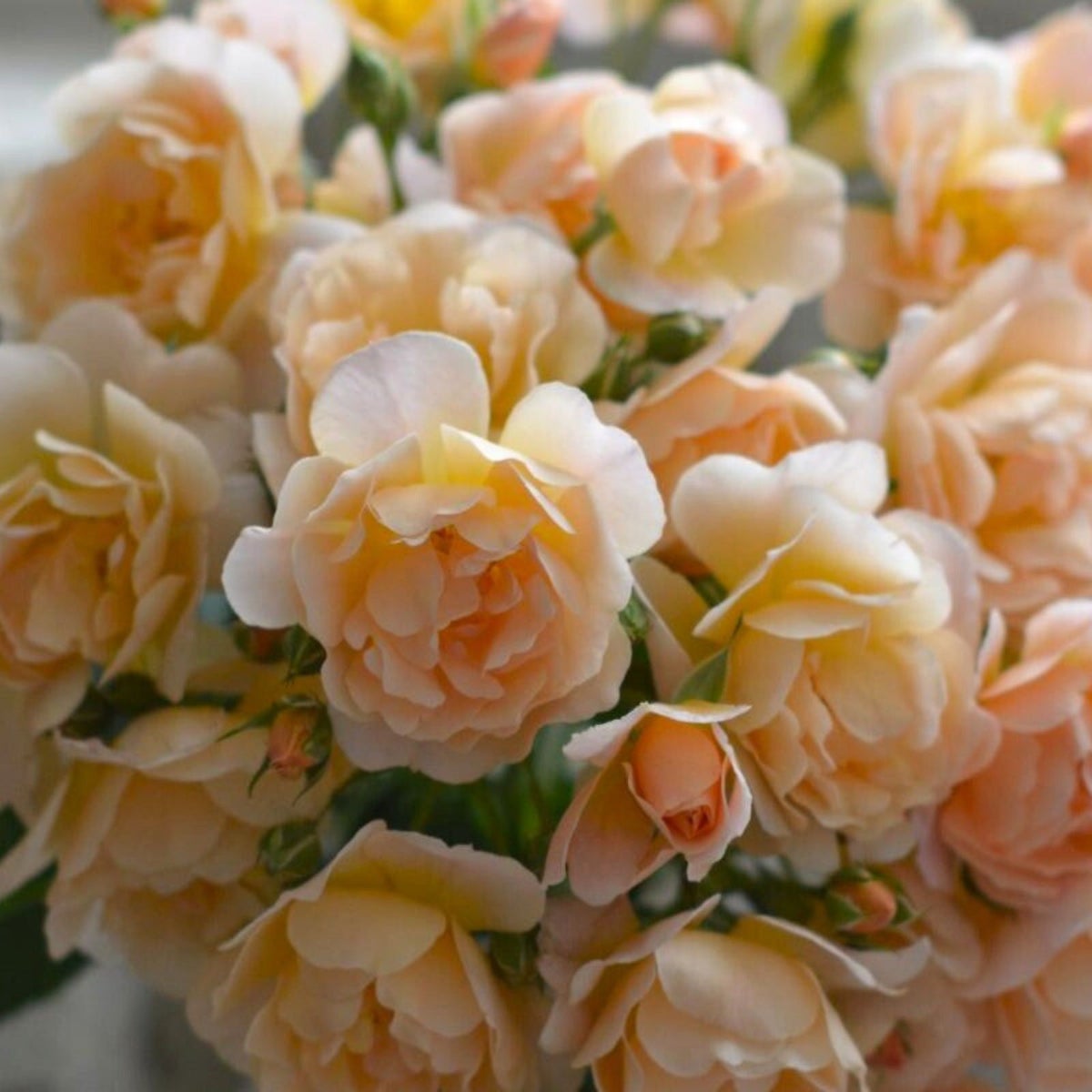 アプリコットイエローの房咲きのバラ「ムニュエ」の画像