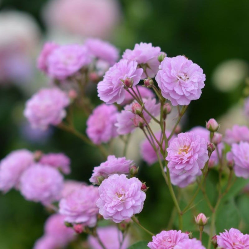 ラベンダーピンク色の小輪のバラ「リュネビル」の画像